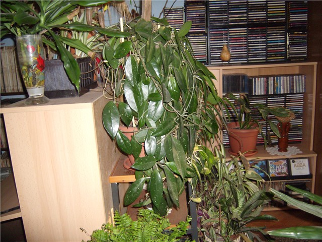 haja carnosa